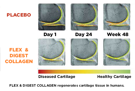 FLEX & DIGEST COLLAGEN POWDER