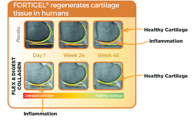 FLEX & DIGEST COLLAGEN POWDER